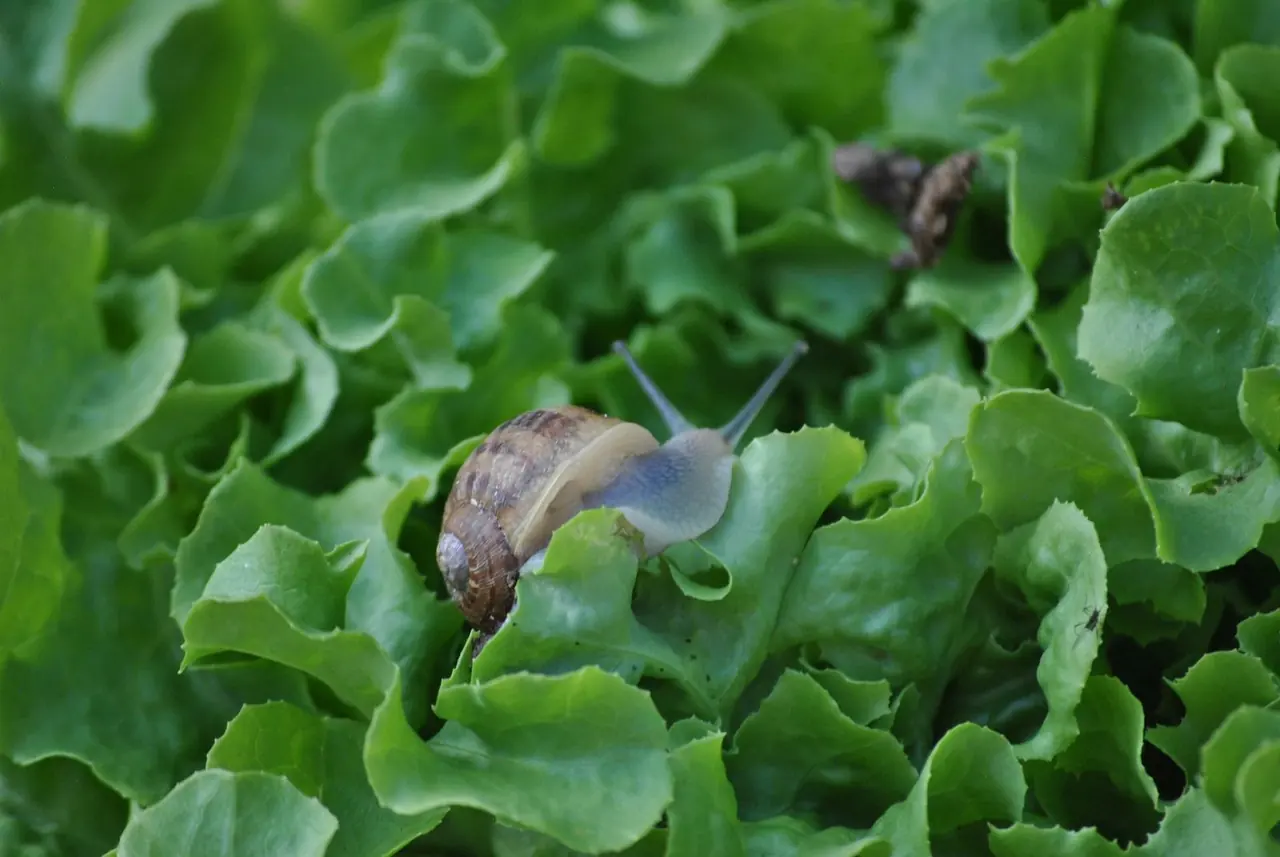Un escargot Gros Gris dans les parcs de plein air de la ferme, à Massiac